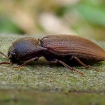 Щелкун посевной тёмный (Agriotes obscurus) Щелкун посевной тёмный (Agriotes obscurus)