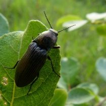 Щелкун широкий (Selatosomus latus) Щелкун широкий (Selatosomus latus)