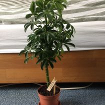 Шеффлера древесная (Schefflera arboricola) Шеффлера древесная (Schefflera arboricola)