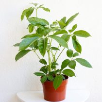 Шеффлера лучелистная (Schefflera actinophylla) Шеффлера лучелистная (Schefflera actinophylla)