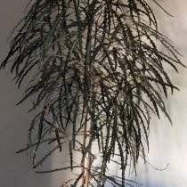 Шеффлера изящнейшая (Schefflera elegantissima) Шеффлера изящнейшая (Schefflera elegantissima)