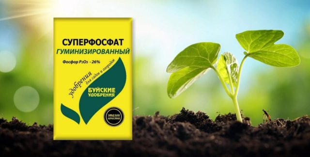 Суперфосфат гуминизированный - комплексное минеральное удобрение Суперфосфат гуминизированный - комплексное минеральное удобрение