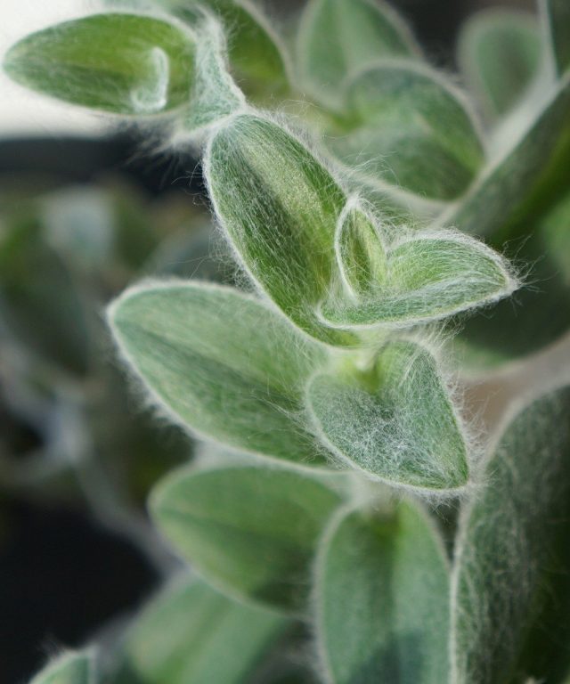 Традесканция силламонтана (Tradescantia sillamontana) Традесканция силламонтана (Tradescantia sillamontana)