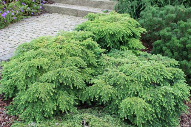 Тсуга канадская (Tsuga canadensis) Тсуга канадская (Tsuga canadensis)