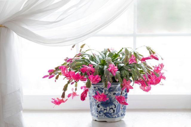 Кактус шлюмбергера, или декабрист, или рождественник (Schlumbergera) Кактус шлюмбергера, или декабрист, или рождественник (Schlumbergera)