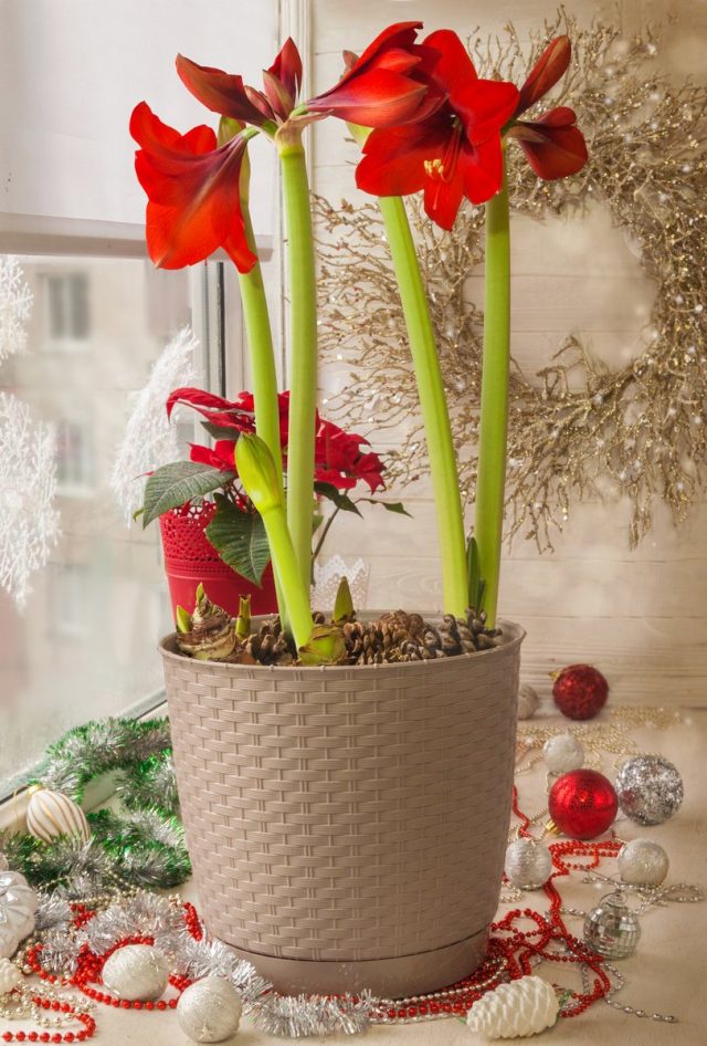 Гиппеаструм (Hippeastrum) Гиппеаструм (Hippeastrum)