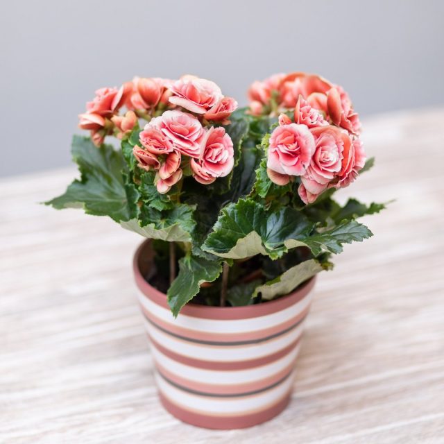 Бегония группы Элатиор (Begonia elatior) Бегония группы Элатиор (Begonia elatior)