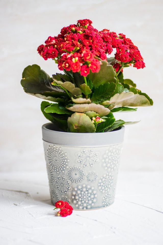 Каланхоэ Блоссфельда (Kalanchoe blossfeldiana) Каланхоэ Блоссфельда (Kalanchoe blossfeldiana)