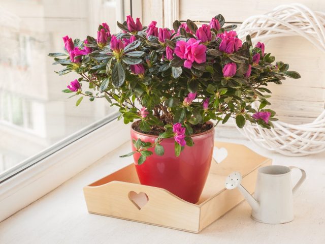 Рододендроны (Rhododendron) Рододендроны (Rhododendron)