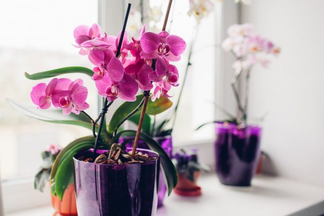 Фалинопсис (Phalaenopsis) Фалинопсис (Phalaenopsis)