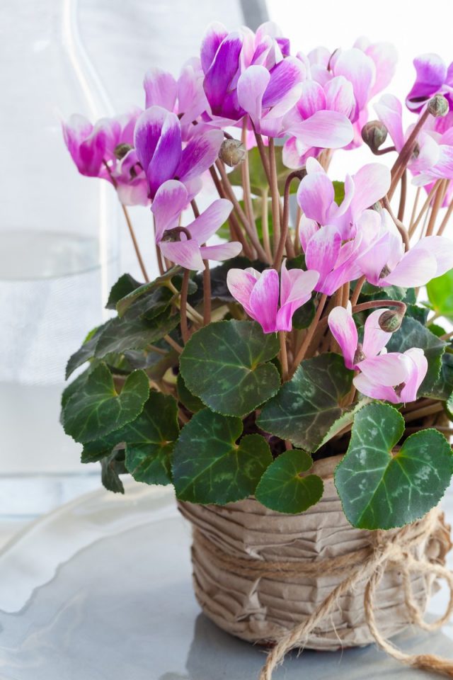 Цикламен персидский (Cyclamen persicum) Цикламен персидский (Cyclamen persicum)