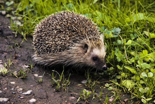 Обыкновенный ёж (Erinaceus europaeus) Обыкновенный ёж (Erinaceus europaeus)