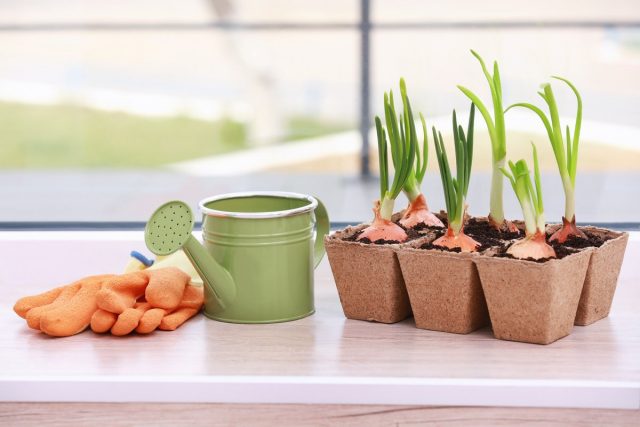 Зимняя выгонка зелени в домашних условиях — витамины без досветки