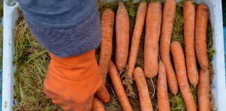 12 природных способов сохранить овощи и фрукты до нового урожая