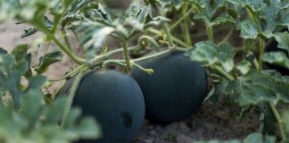 5 необычных и вкусных арбузов, которые я выращивала в прошлом сезоне
