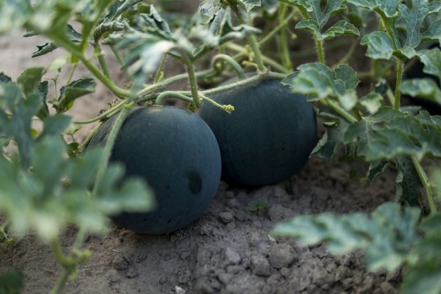 5 необычных и вкусных арбузов, которые я выращивала в прошлом сезоне 5 необычных и вкусных арбузов, которые я выращивала в прошлом сезоне