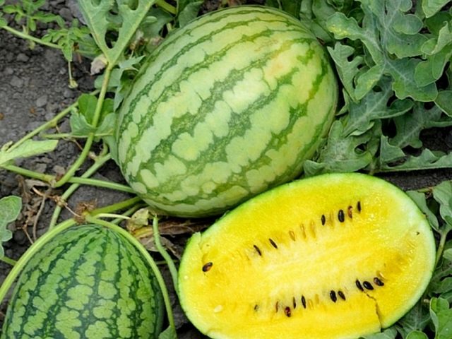 Арбуз «Лимончелло» Арбуз «Лимончелло»