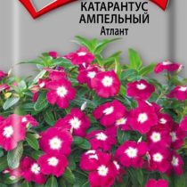 Катарантус ампельный Атлант Катарантус ампельный Атлант
