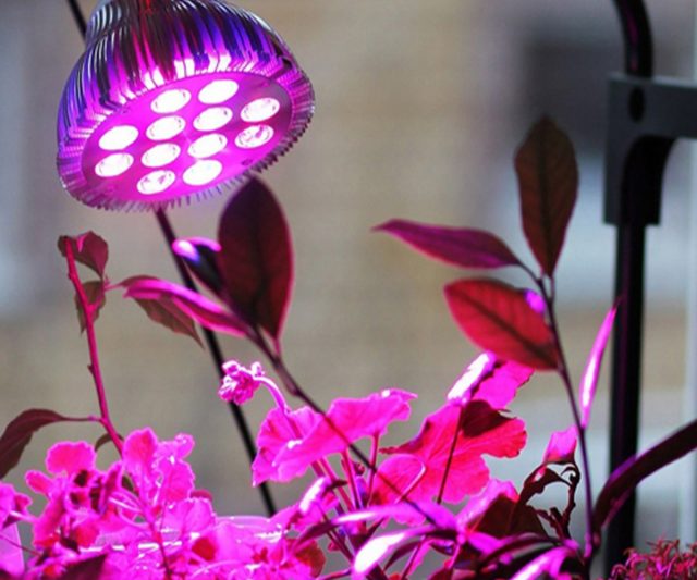 Досветка комнатных растений зимой