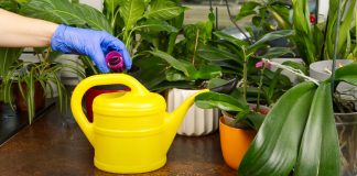Правила подкормки комнатных растений — как это делать правильно