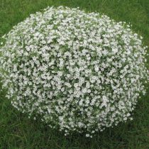 Гипсофила стенная (Gypsophila muralis), вариация «Гипси» (Gipsy) Гипсофила стенная (Gypsophila muralis), вариация «Гипси» (Gipsy)
