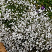 Гипсофила ползучая (Gypsophila repens) Гипсофила ползучая (Gypsophila repens)