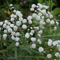 Гипсофила (Gypsophila), сорт «Фестивал Уайт» (Festival White) Гипсофила (Gypsophila), сорт «Фестивал Уайт» (Festival White)