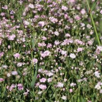 Гипсофила (Gypsophila), сорт «Фестивал Пинк Лейди» (Festival Pink Lady) Гипсофила (Gypsophila), сорт «Фестивал Пинк Лейди» (Festival Pink Lady)