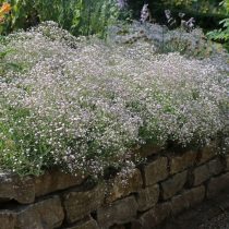 Гипсофила (Gypsophila), сорт «Розеншлейер» (Rosenschleier) Гипсофила (Gypsophila), сорт «Розеншлейер» (Rosenschleier)