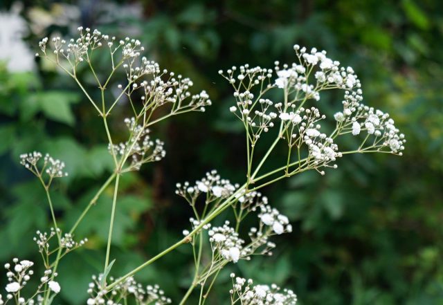 Гипсофила (Gypsophila) — очень воздушное и структурное растение Гипсофила (Gypsophila) — очень воздушное и структурное растение