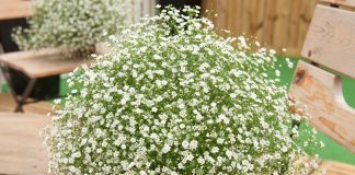 Гипсофила — не только для букетов, но и для модных цветников