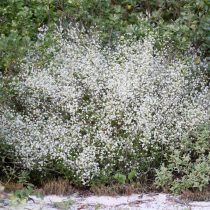 Гипсофила метельчатая (Gypsophila paniculata) Гипсофила метельчатая (Gypsophila paniculata)