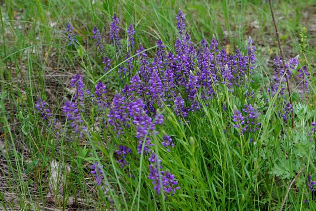 Истод обыкновенный (Polygala vulgaris) Истод обыкновенный (Polygala vulgaris)