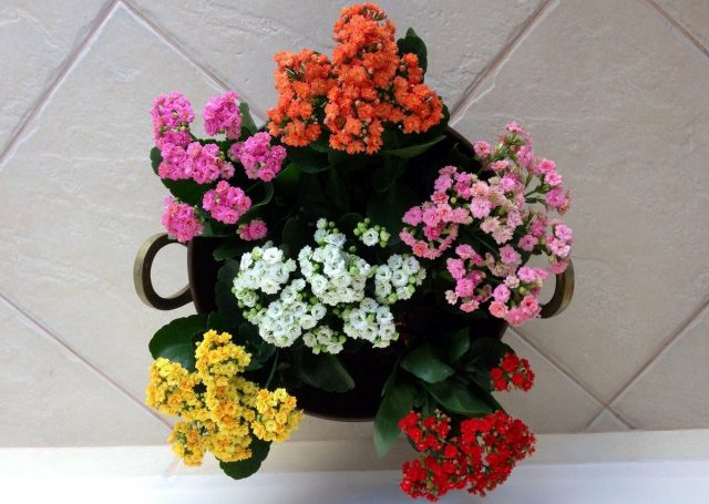 Каланхоэ «Каландива» (Kalanchoe 'Calandiva') Каланхоэ «Каландива» (Kalanchoe 'Calandiva')