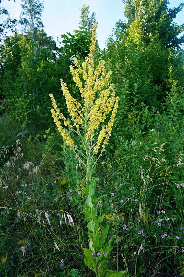Коровяк метельчатый (Verbascum lychnitis) Коровяк метельчатый (Verbascum lychnitis)