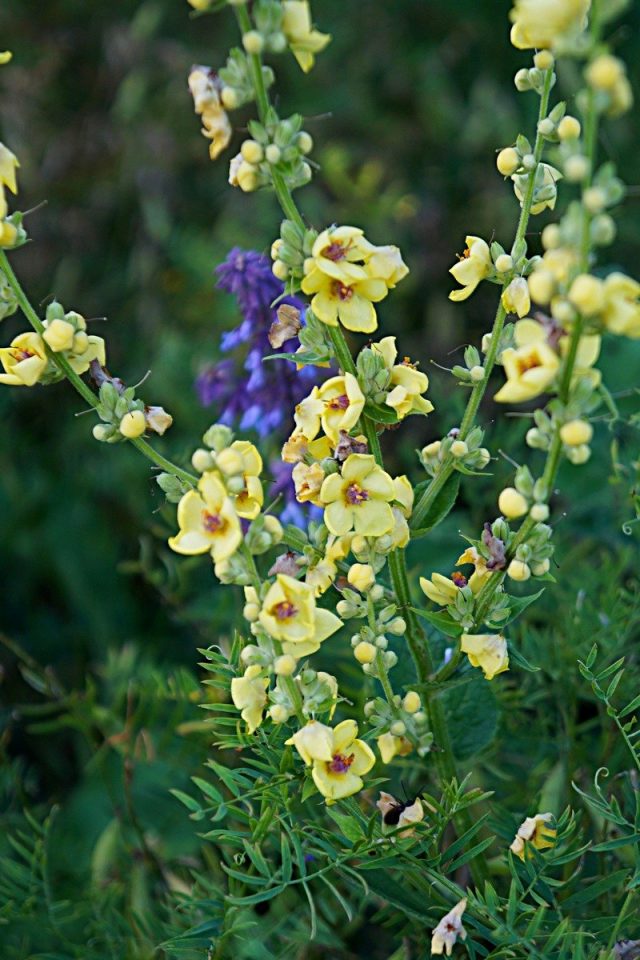 Коровяк Маршала, или Восточный (Verbascum marschallianum) Коровяк Маршала, или Восточный (Verbascum marschallianum)