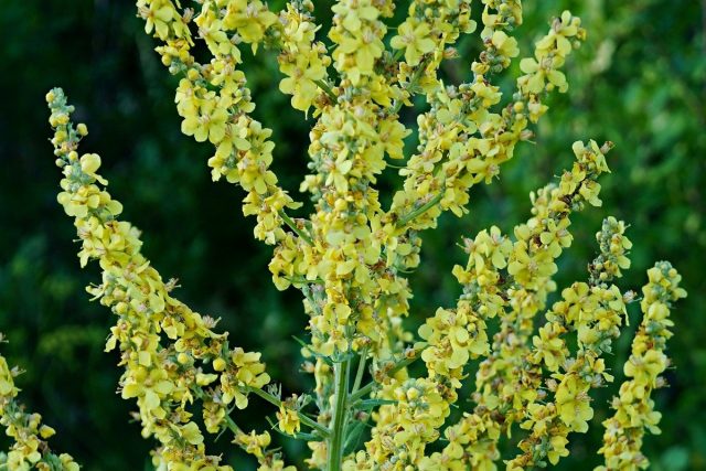 Коровяк олимпийский (Verbascum Olympicum) Коровяк олимпийский (Verbascum Olympicum)