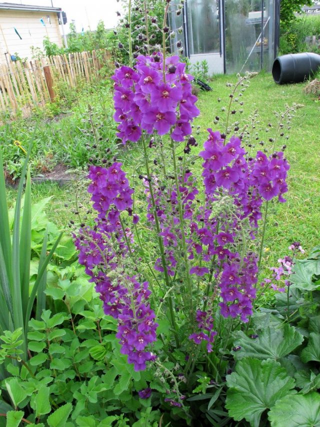 Коровяк фиолетовый (Verbascum phoeniceum) Коровяк фиолетовый (Verbascum phoeniceum)