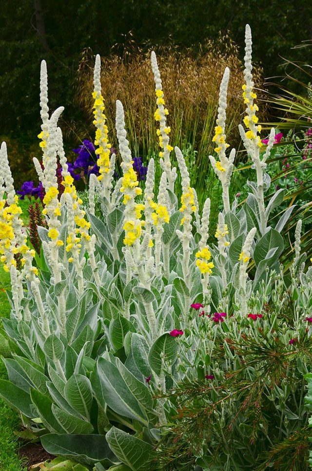 Коровяк шелконосный (Verbascum bombyciferum) Коровяк шелконосный (Verbascum bombyciferum)