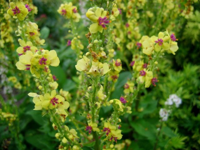 Коровяк черный (Verbascum nigrum) Коровяк черный (Verbascum nigrum)
