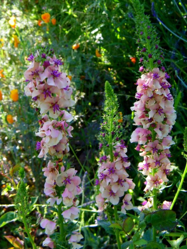 Вебаскум «Южное очарование» (Verbascum 'Southern Charm') Вебаскум «Южное очарование» (Verbascum 'Southern Charm')