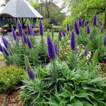Синяк (Echium) - мощное декоративное растение, цветущее больше двух месяцев колосками синих цветов Синяк (Echium) - мощное декоративное растение, цветущее больше двух месяцев колосками синих цветов