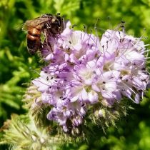 Фацелия (Phacelia) нравится и нам, и пчёлам Фацелия (Phacelia) нравится и нам, и пчёлам