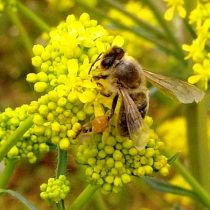 Пчела на цветках вайды (Isatis tinctoria). Пчела на цветках вайды (Isatis tinctoria).