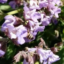 Пчела в цветке шалфея (Salvia officinalis) Пчела в цветке шалфея (Salvia officinalis)