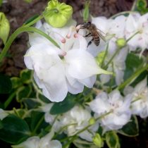 Пчела прокалывает шпорец аквилегии (Aquilegia) Пчела прокалывает шпорец аквилегии (Aquilegia)
