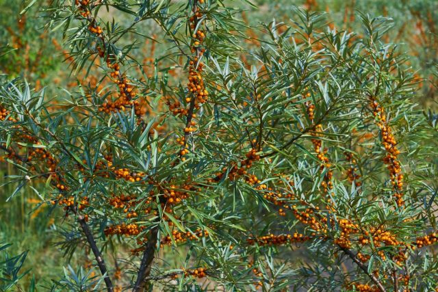 Облепиха (Hippophae) Облепиха (Hippophae)