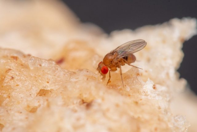 Обычная плодовая муха (Drosophila melanogaster) Обычная плодовая муха (Drosophila melanogaster)