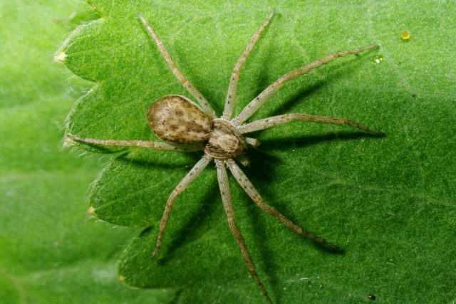 Паук (Araneae) Паук (Araneae)