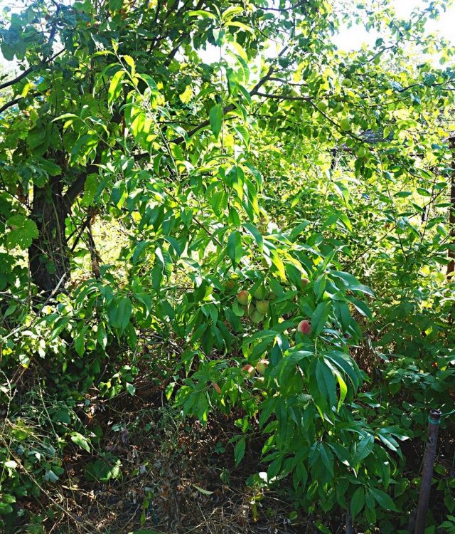 Молодое дерево персика (Prunus persica), сорт «Воронежский кустовой»